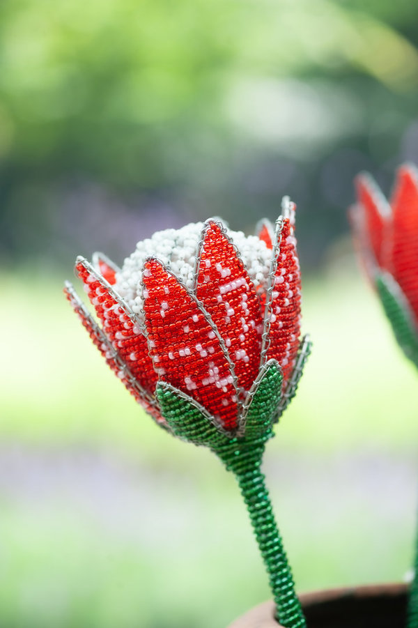 Bloem Protea rood